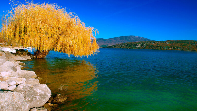 Golden Willow Tree