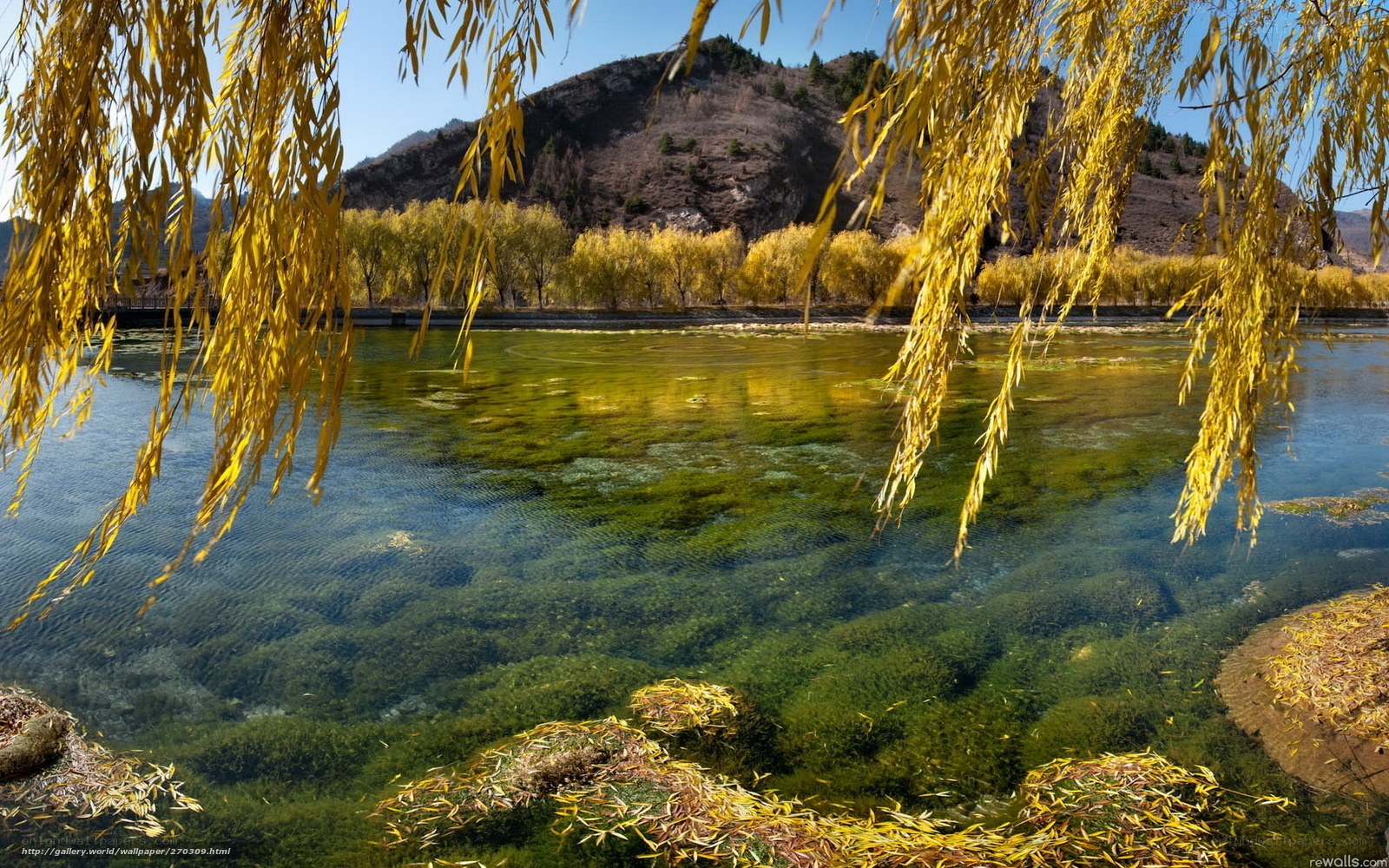 Golden willows by clear lake