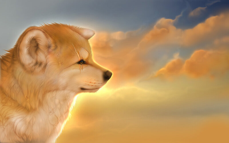 Golden Wolf in Profile