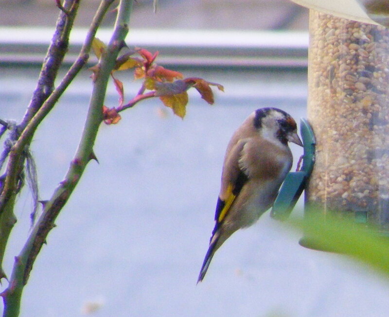 Goldfinch at Feeder