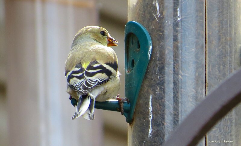 Goldfinch at Feeder — Yellow