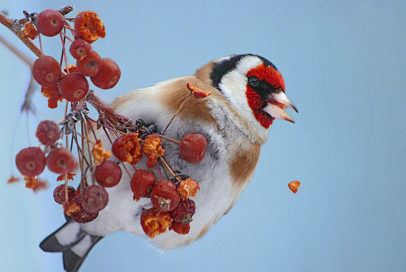 Goldfinch Eating Berries