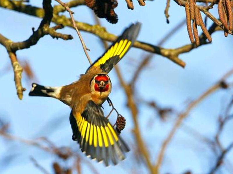 Goldfinch in Flight — Yellow