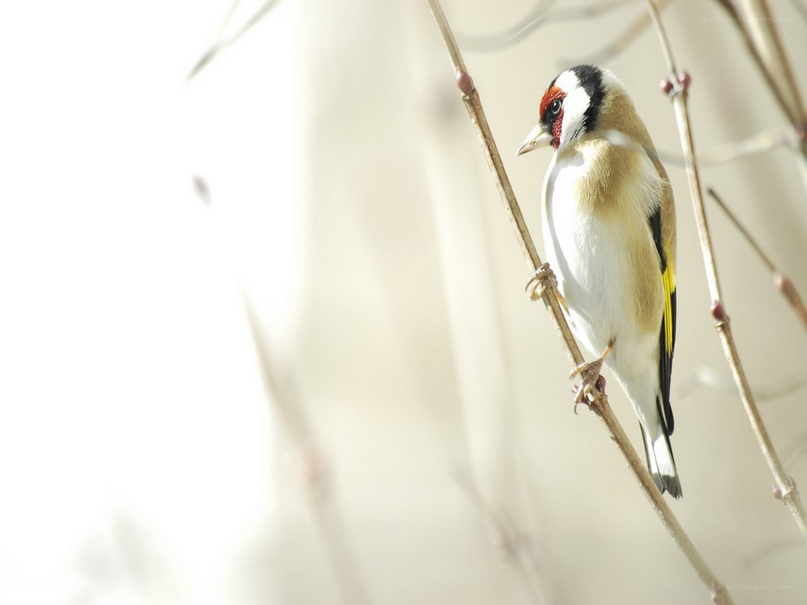 goldfinch on a branch