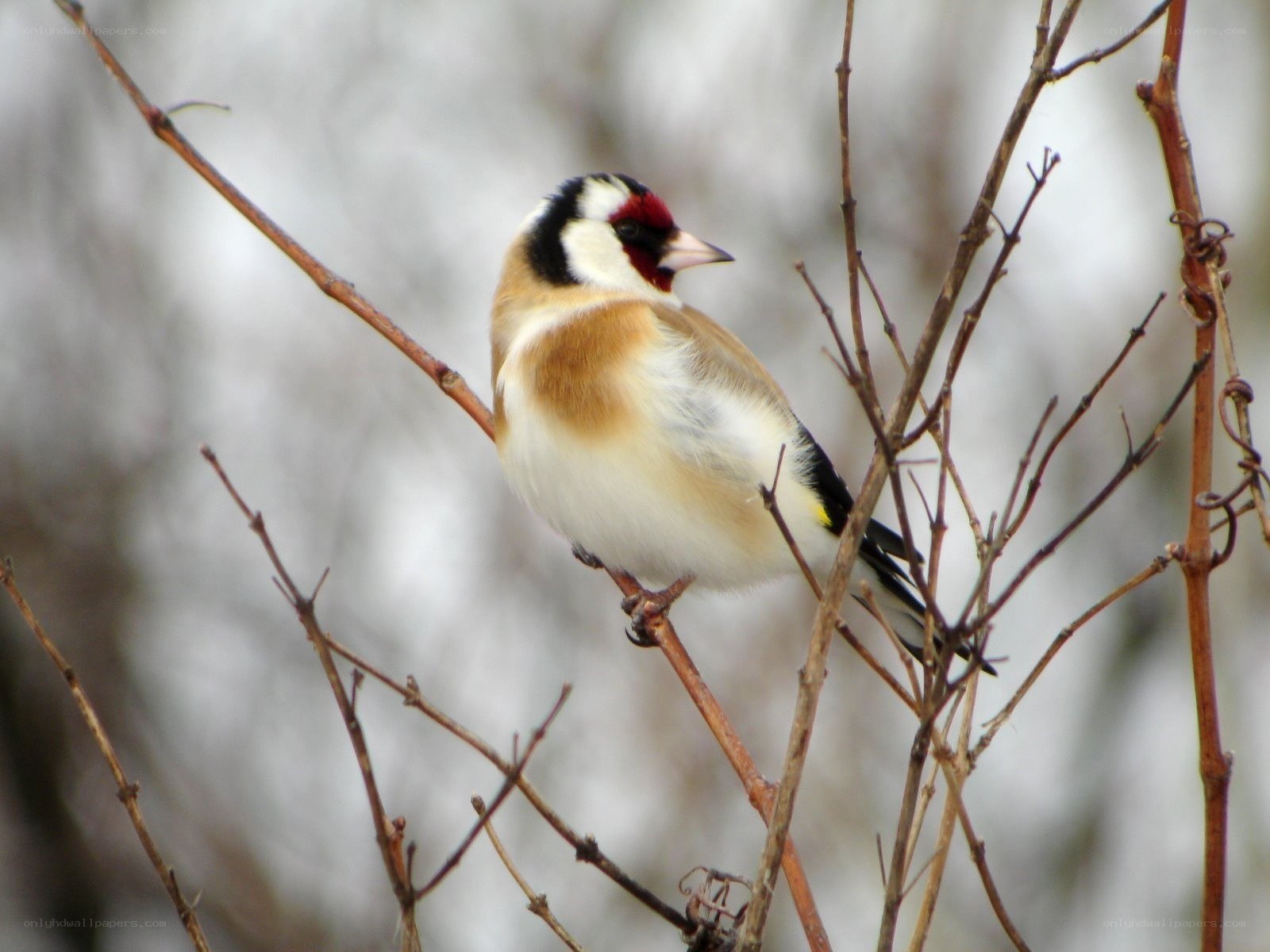 goldfinch on a branch