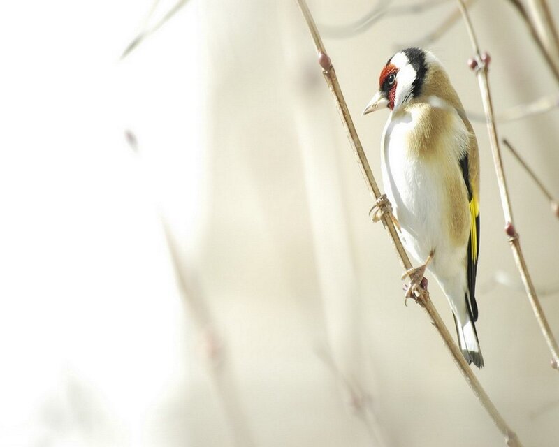 goldfinch on a branch