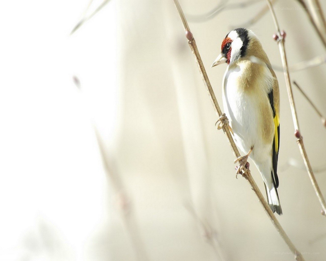 goldfinch on a branch