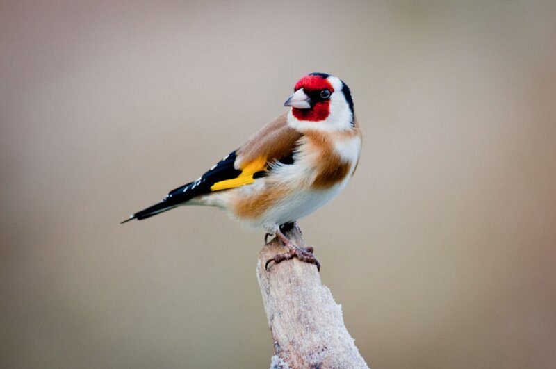 Goldfinch on a Branch — Brown, Calm, Photograph