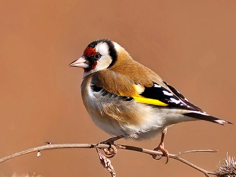 Goldfinch on a Branch — Brown, Calm