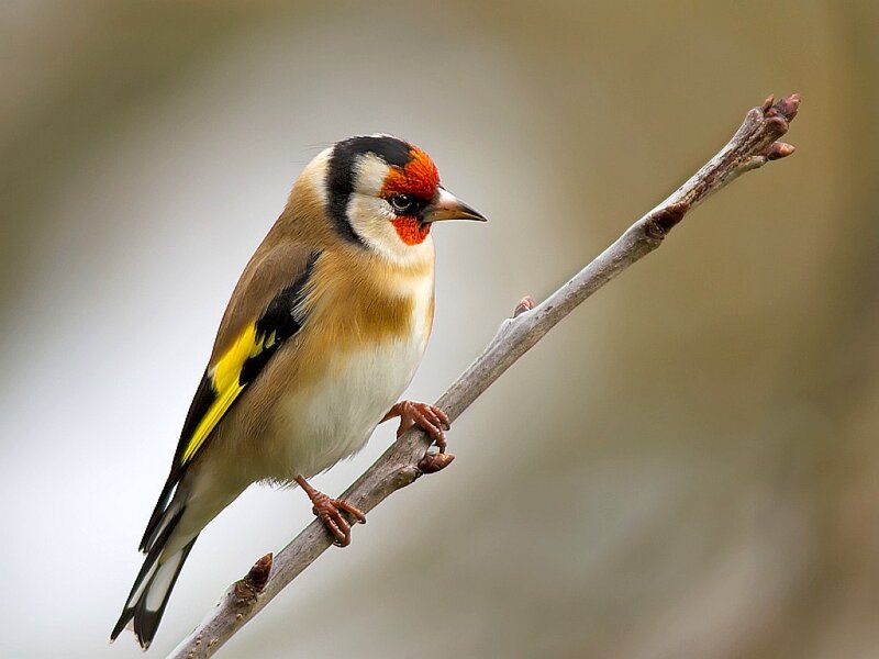 Goldfinch on a Branch — Brown