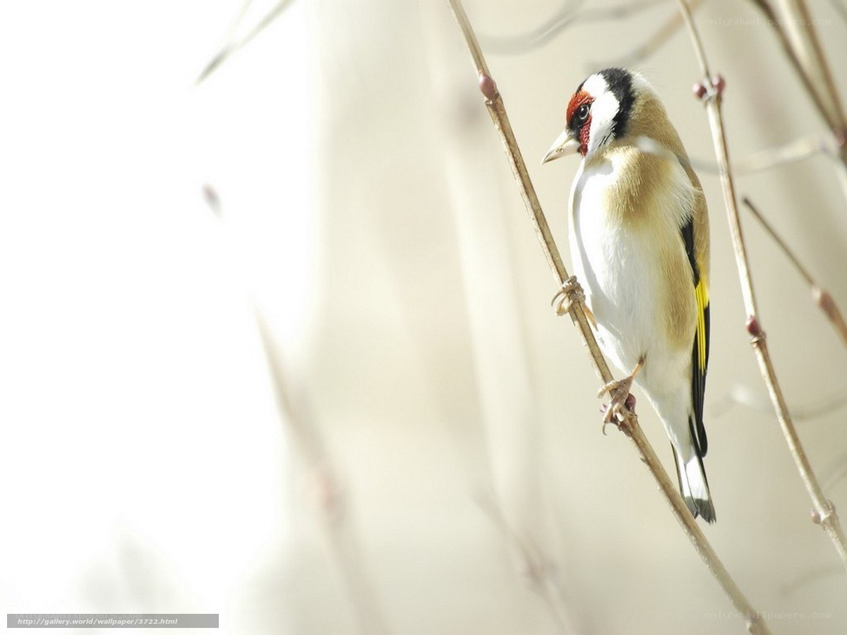 goldfinch on a branch