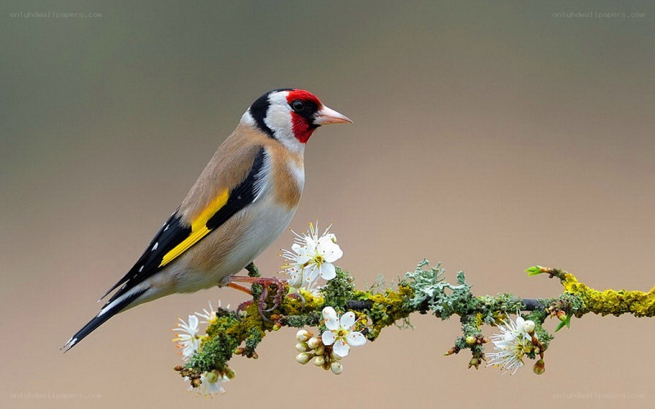 goldfinch on a flowering branch