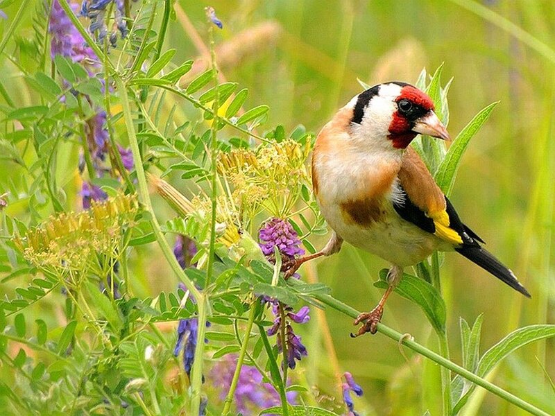 Goldfinch on a Plant