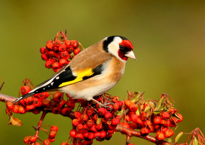 Goldfinch on Berries
