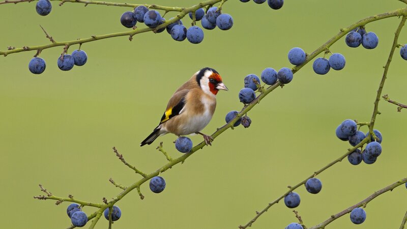 Goldfinch on Berry Branch — Blue