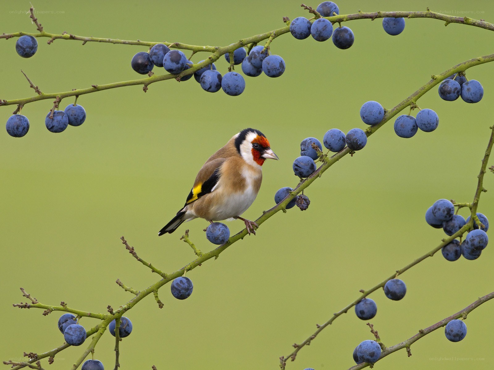 Goldfinch on berry branch