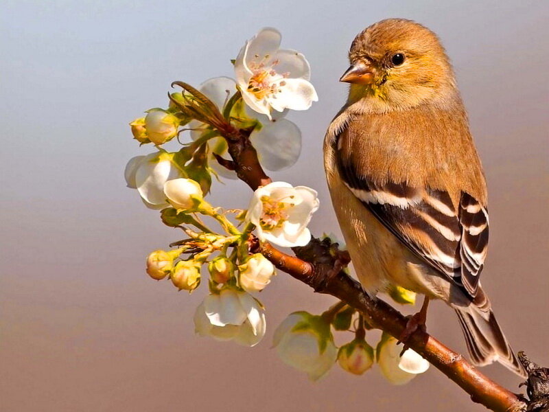 Goldfinch on Blossom Branch — Brown, Serene