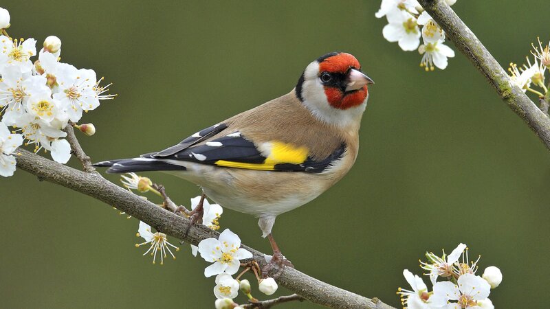 Goldfinch on Blossom Branch — Brown