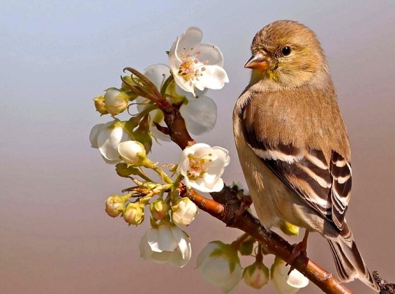 Goldfinch on Blossom Branch