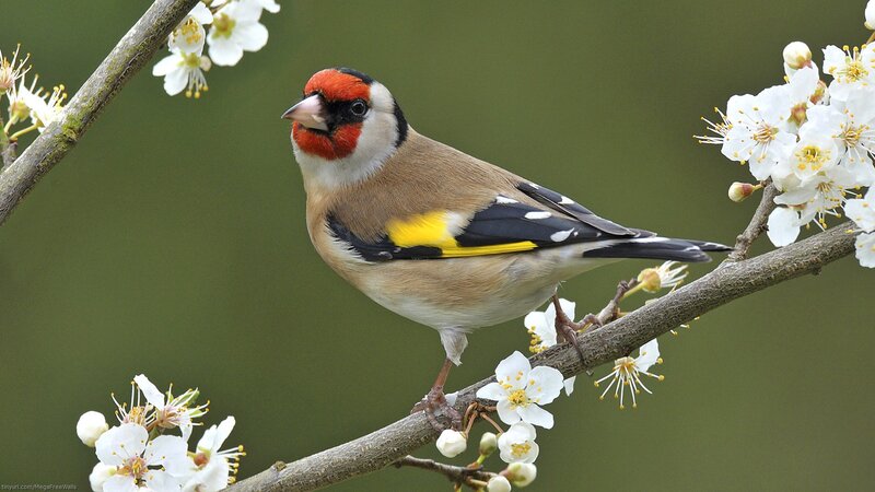 goldfinch on blossoming branch