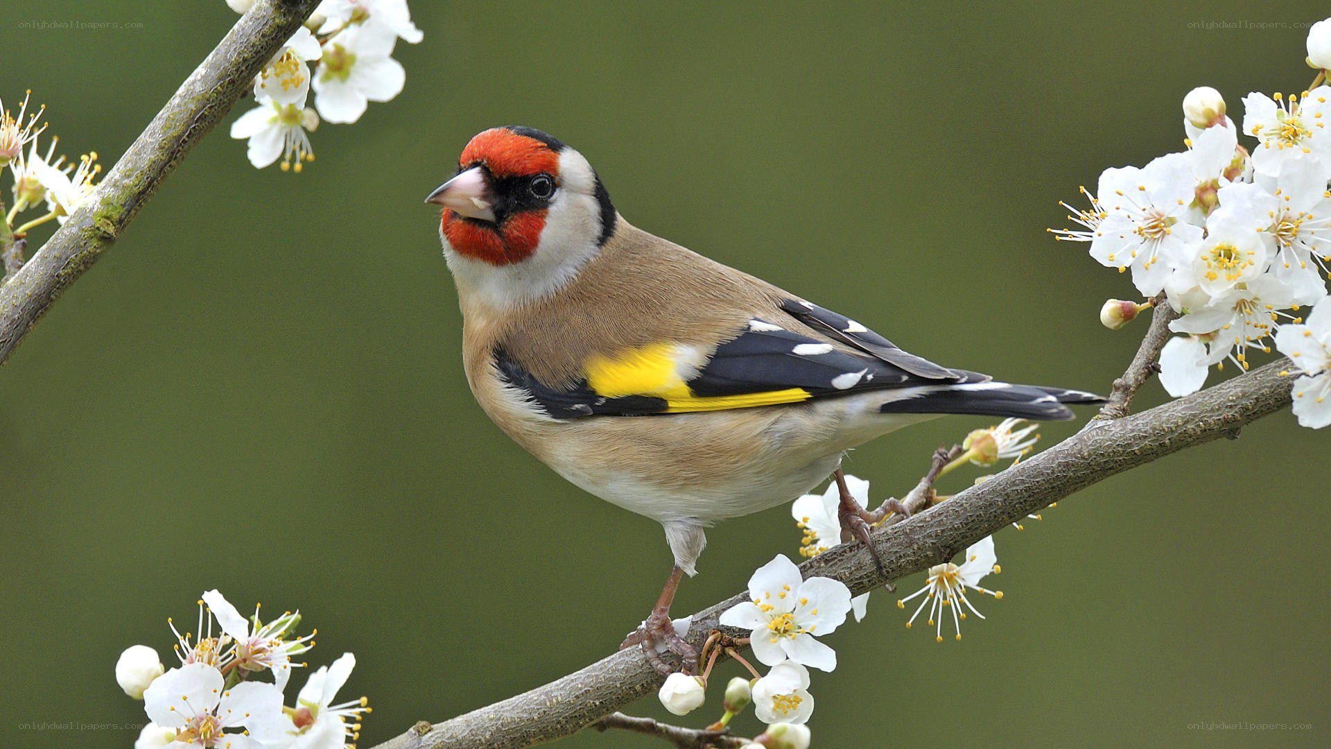 goldfinch on blossoming branch
