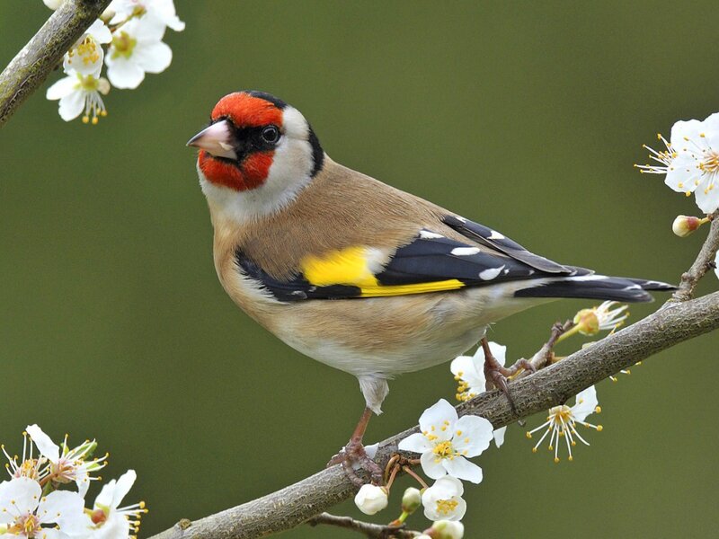 Goldfinch on Branch — Brown, Calm, Spring