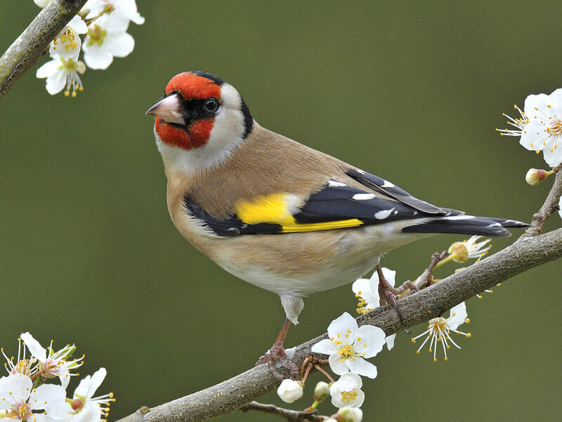 Goldfinch on Branch — Brown, Calm