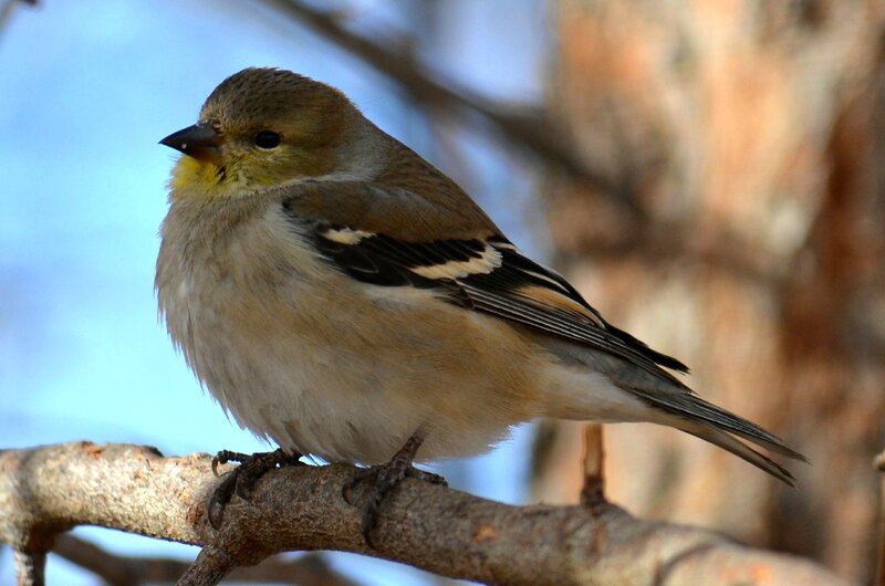 Goldfinch on Branch — Brown, Calm, Winter, Photograph