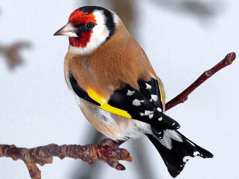 Goldfinch on Branch — Brown, Calm, Winter