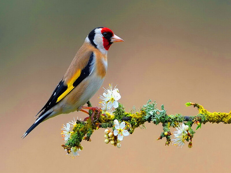 Goldfinch on Branch — Brown, Serene, Spring