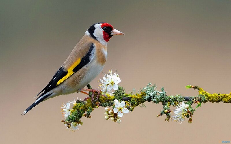 Goldfinch on Branch — Brown, Serene