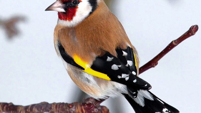 Goldfinch on Branch — Brown
