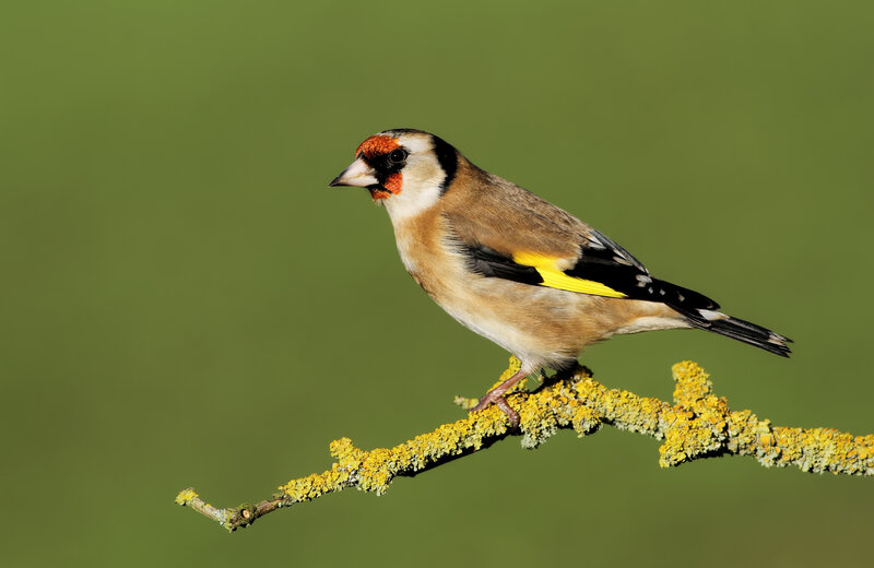 Goldfinch on Branch — Green, Calm, Afternoon, Photograph