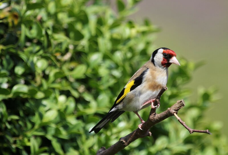 Goldfinch on Branch — Green, Calm, Afternoon
