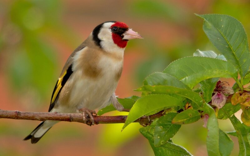 Goldfinch on Branch — Green, Calm, Spring, Photograph