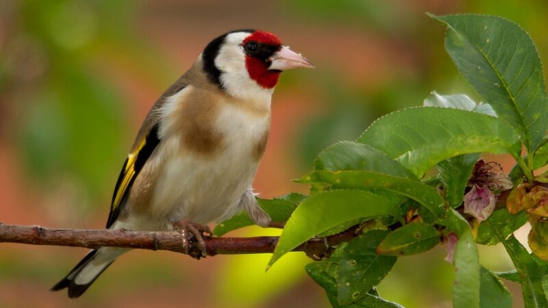 Goldfinch on Branch — Green, Calm, Spring