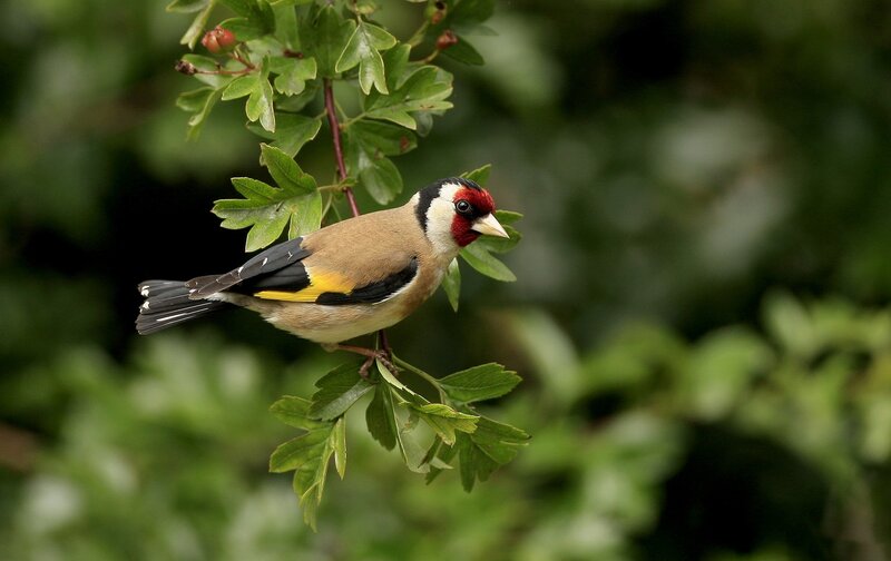 Goldfinch on Branch — Green, Calm