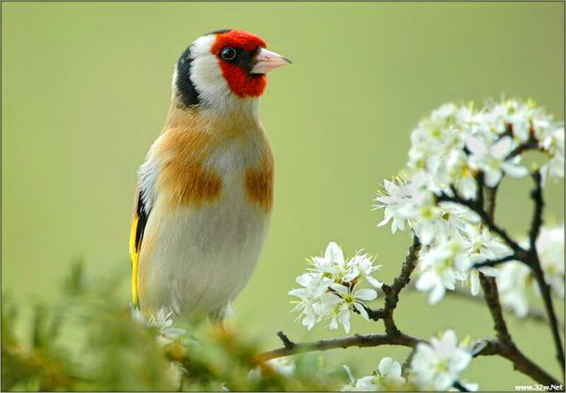 Goldfinch on Branch — Green