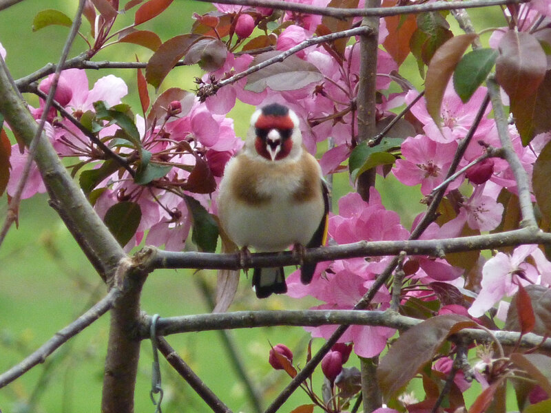 Goldfinch on Branch — Pink