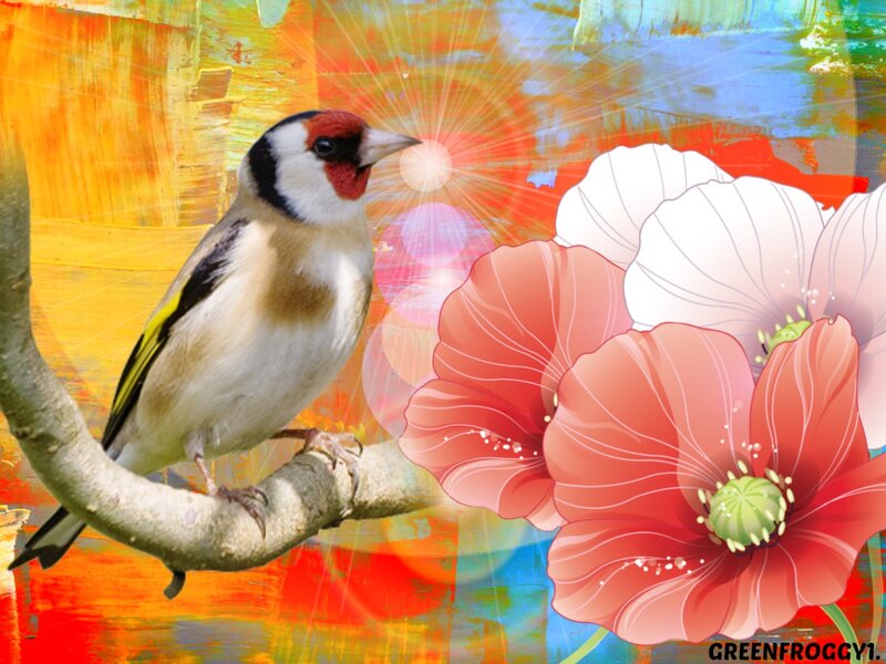 Goldfinch on Branch — Red