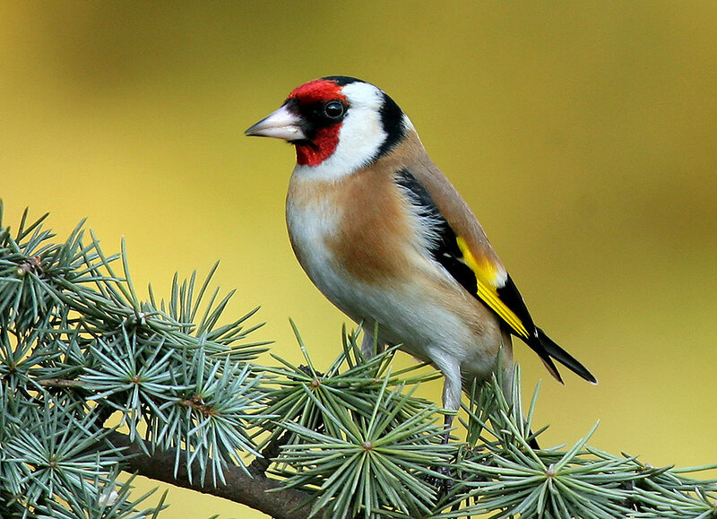 Goldfinch on Branch