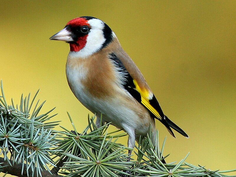 Goldfinch on Branch — Yellow, Calm