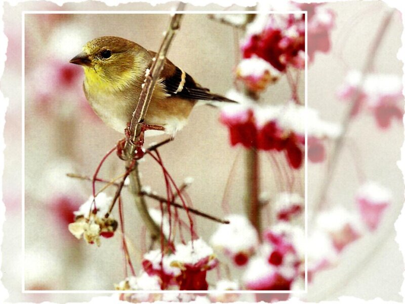 Goldfinch on Branch — Yellow, Calm, Winter