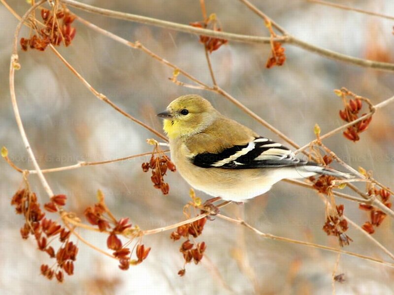 Goldfinch on Branch — Yellow