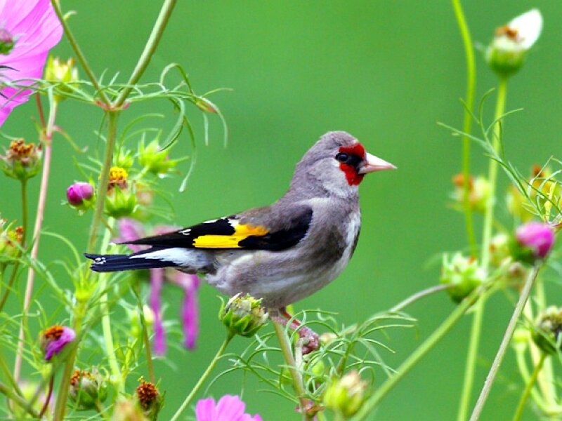 Goldfinch on Flower Stem