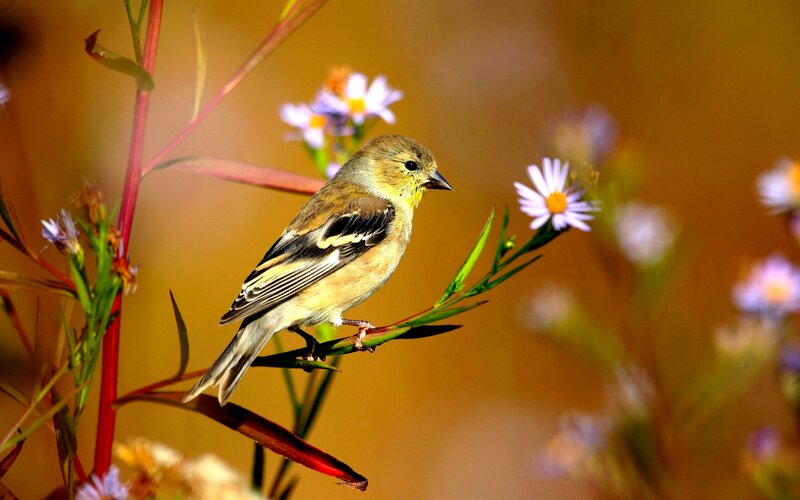 Goldfinch on Flower Stem — Yellow