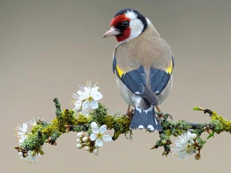 Goldfinch on Flowering Branch — Brown, Calm