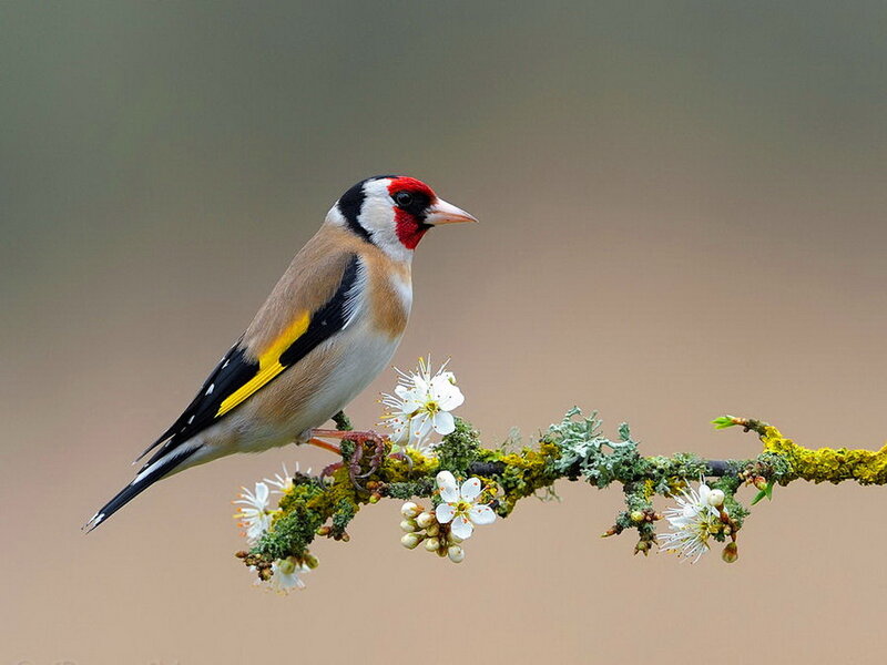 Goldfinch on Flowering Branch — Brown, Serene