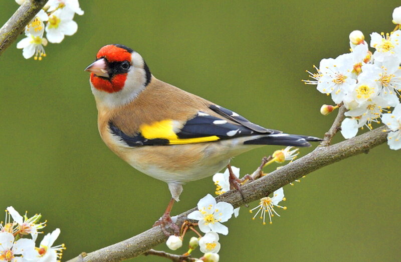 Goldfinch on Flowering Branch — Brown