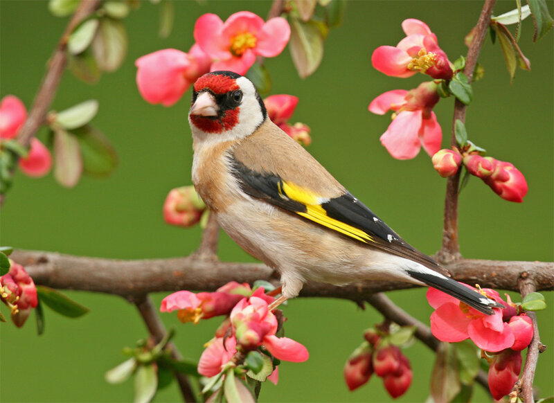 Goldfinch on Flowering Branch — Green